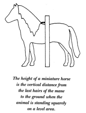 Miniature Horse Height Chart